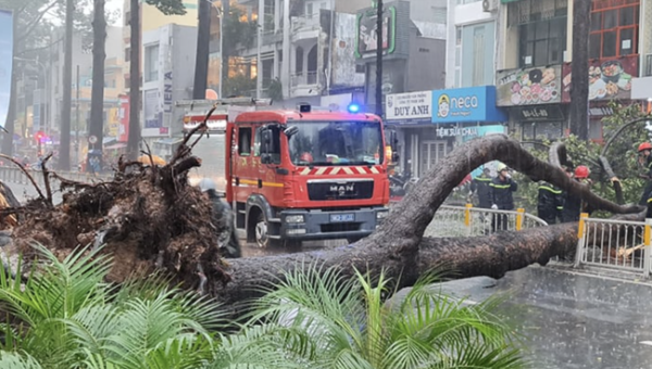 Gốc cây bị bật đè nam thanh niên đi đường.