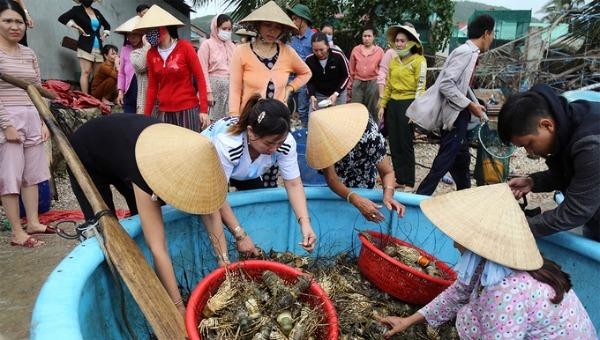 Người dân thị xã Sông Cầu vớt tôm hùm chết, ngắc ngoải đưa lên bờ bán thương lái mong gỡ vốn. Ảnh: Xuân Ngọc