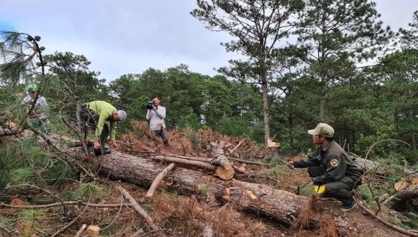 Nạn phá rừng vẫn diễn ra nhiều nơi.