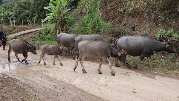 Bà con nông dân xã Nậm Cha, huyện Sìn Hồ lùa trâu về nhà sau thời gian chăn thả. Ảnh TTXVN.