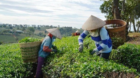 Lâm Đồng phòng ngừa sử dụng hoá chất nhuộm chè