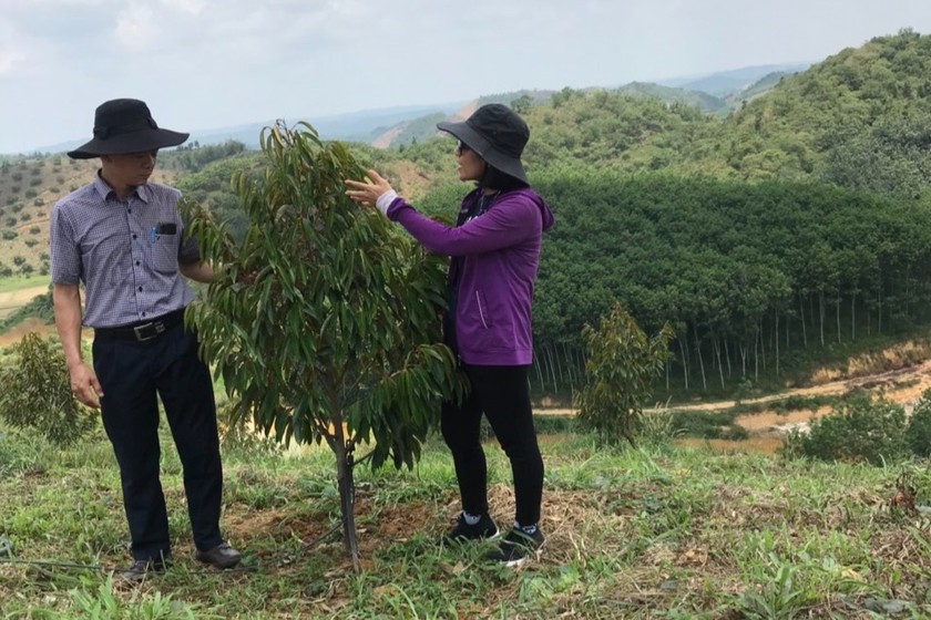 Người dân và cơ quan chức năng kiểm tra sâu bệnh trên cây sầu riêng.