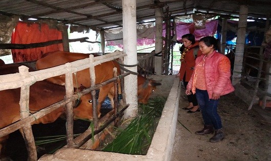 Nhờ vốn vay từ NHCSXH huyện đến nay hộ gia đình trên địa bàn huyện A Lưới đã vươn lên thoát nghèo (trong ảnh mô hình nuôi bò của chị Nguyễn Thị Phôn tại thôn 4, xã Hồng Quảng, huyện A Lưới)