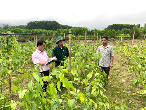 Đã có hàng nghìn lượt hộ gia đình ở huyện A Lưới được vay vốn từ NHCSXH để phát triển kinh tế, vươn lên thoát nghèo bền vững.