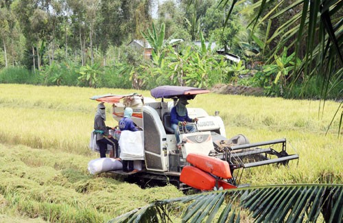 Nông dân huyện Cai Lậy đang thu hoạch vụ Đông Xuân. Ảnh: Minh Trí