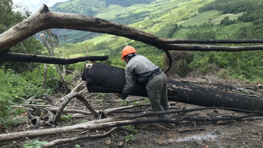 Cây gỗ lớn bằng một người ôm tại tiểu khu 235 đã bị lâm tặc triệt hạ và đốt.