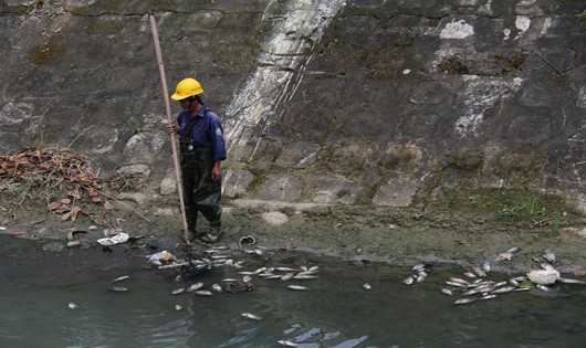 Công nhân Công ty thoát nước và Xử lý nước thải đang vớt cá chết