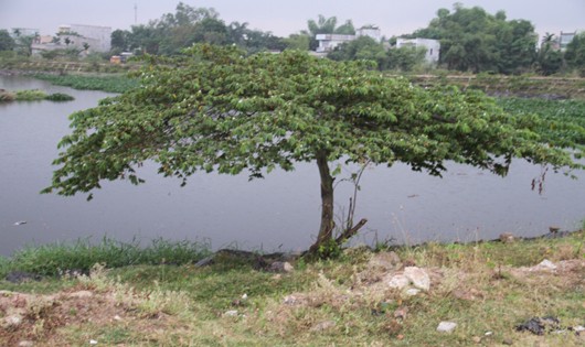 Cây trứng cá nơi phát hiện thi thể nạn nahan