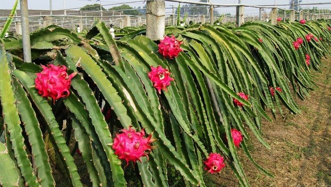 Sự thật lời đồn “ăn thanh long hết bệnh tiểu đường” 