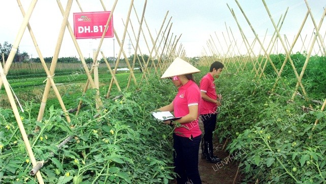 Ra mắt Thương hiệu Rau sạch Liên Thảo