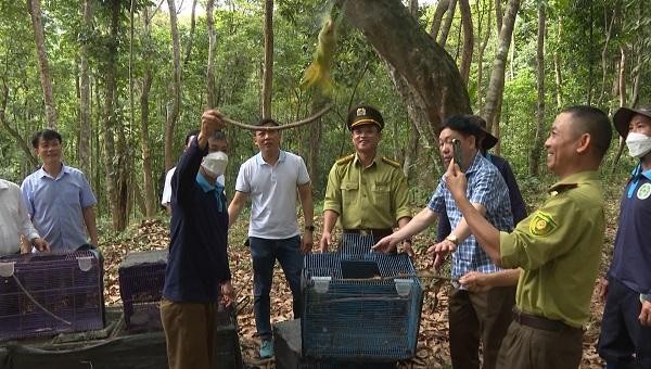 Đại diện Ban Quản lý Vườn Quốc gia Phong Nha - Kẻ Bàng và Trung tâm Cứu hộ động vật hoang dã Hà Nội thả các cá thể động vật hoang dã về môi trường tự nhiên.