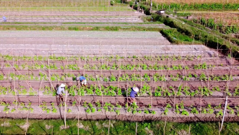 Làng hoa phường Quảng Long (thị xã Ba Đồn) xuống giống, chăm sóc cây với nhiều kỳ vọng.