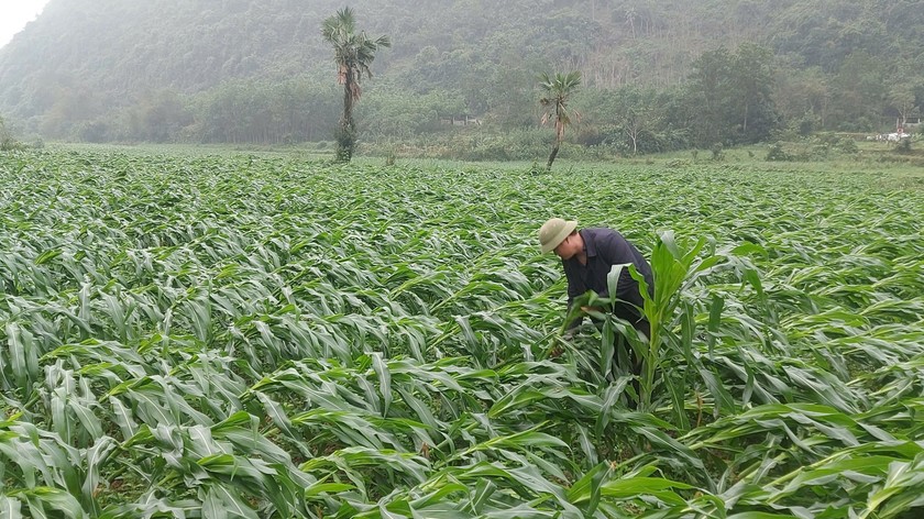 Nhiều diện tích cây ngô của người dân huyện Tuyên Hóa (Quảng Bình) bị ngã, đổ ngang thân do giông lốc gây ra.