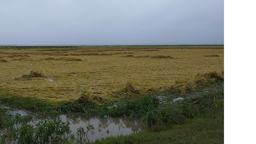 Xã Võ Ninh (Quảng Ninh) bị thiệt hại nặng nề nhất với (198ha) lúa bị ngã đổ.