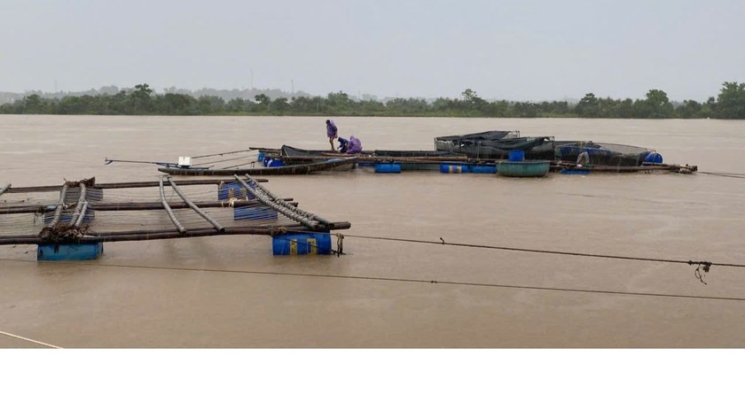 Lồng, bè cá của người dân huyện Quảng Ninh bị ảnh hưởng do mưa lũ trái mùa.