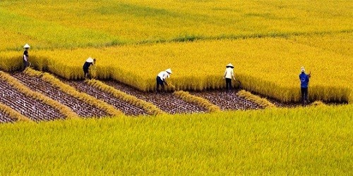 Ảnh minh họa (Nguồn: Internet)