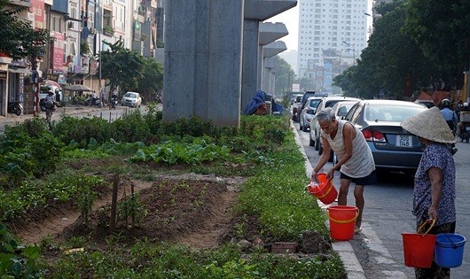 Rau tự trồng ven đường có nguy cơ chứa nhiều kim loại nặng từ khói bụi giao thông.