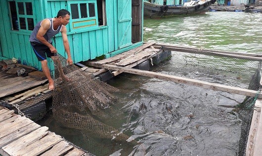 Một hộ nuôi trồng thủy sản tại vịnh Bến Bèo.