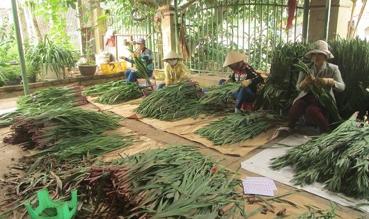 Người dân làng hoa đang phân loại, chuẩn bị xuất hàng.