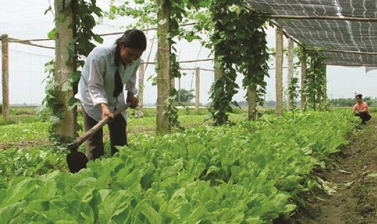 Với rau an toàn Thanh Hà khâu làm đất là khâu quan trọng nhất. 