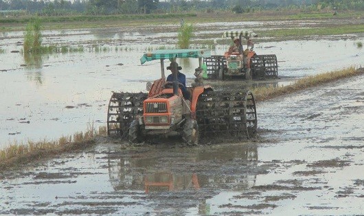 Đất trồng lúa sẽ bị suy thoái sau nhiều vụ gieo trồng.