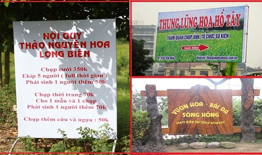 Những thảo nguyên 4 mùa xuân trong lòng Hà Nội