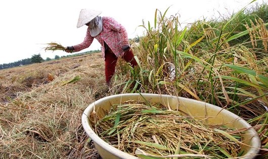 Mùa khô 2017, dự báo ĐBSCL sẽ gặp nhiều khó khăn về lượng nước phục vụ sản xuất.