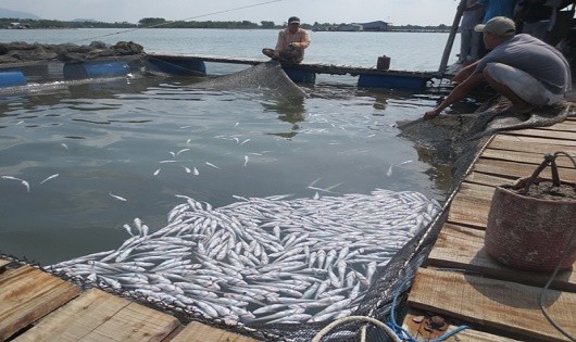 Các hộ nuôi cá lồng ở Bà Rịa - Vũng Tàu đã thắng kiện (Ảnh minh họa)