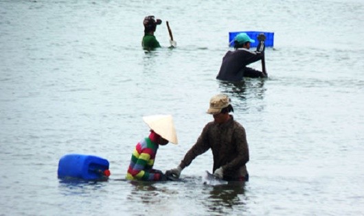 Nhọc nhằn mưu sinh ở đáy đầm Thủy Triều