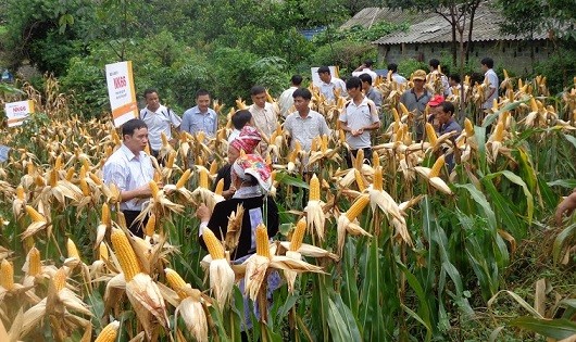 Làm sao để kinh tế tăng trưởng cao vẫn 'không bỏ qua' người nghèo?