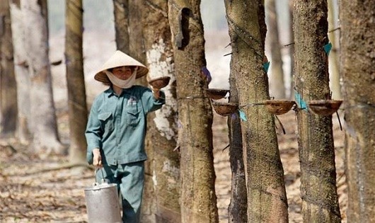 Các dự án về cao su đang chiếm tỷ lệ lớn nguồn vốn đầu tư của Việt Nam ở Lào và Campuchia (ảnh minh họa).