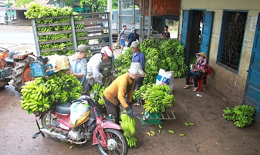 Chiến dịch cứu chuối: cứu ngắn, không cứu được lâu dài!