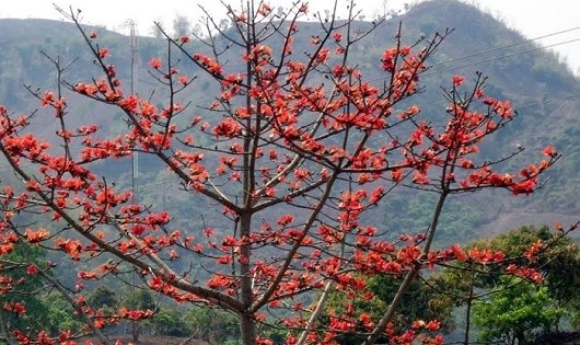 Tây Nguyên mùa hoa pơ-lang