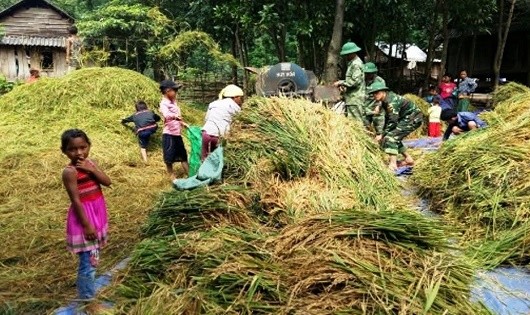 BĐBP giúp dân bản Ka Ai thu hoạch vụ lúa chiêm.