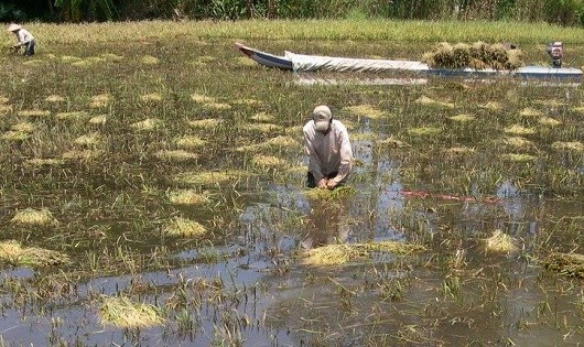 Nông dân thu hoạch lúa bị nước lũ “tấn công”.