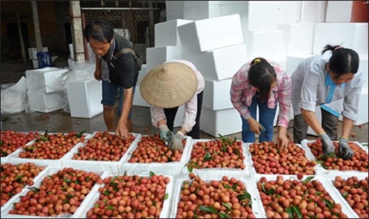 Những lô vải thiều Bắc Giang đã được xuất khẩu.