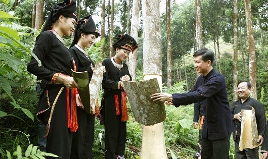 l Quế là nguồn cây trồng chủ lực giúp “đuổi” đói nghèo ở Văn Yên. Không chỉ vậy, quế còn được nhiều gia đình coi là “của hồi môn” khi dựng vợ, gả chồng.