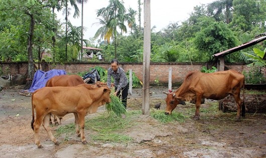 Gia đình anh Nghi, chị Cảnh thoát nghèo nhờ nguồn vốn vay giải quyết việc làm.