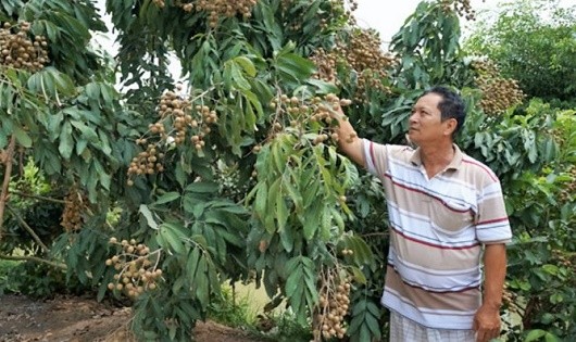 Ông Tâm bên vườn cây trĩu quả nhờ áp dụng khoa học kỹ thuật.