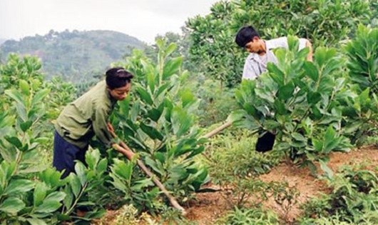 Chăm sóc, bảo vệ và phát triển rừng để giảm thiểu tác hại của thiên tai.