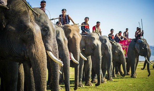 Voi nhà ở Tây Nguyên