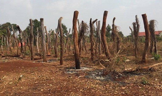 “Thủ phủ hồ tiêu” Tây Nguyên chết khô.