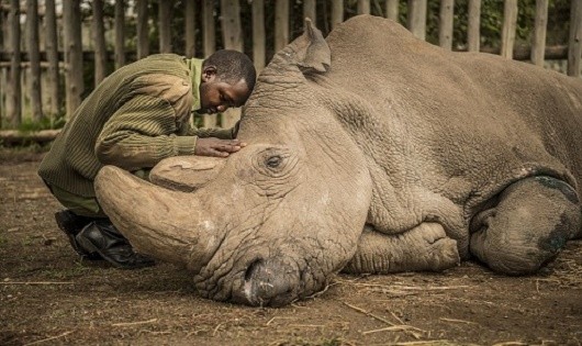 Sudan hấp hối dưới bàn tay vỗ về của một cán bộ chăm sóc nó tại khu bảo tồn. Ảnh: National Geographic.