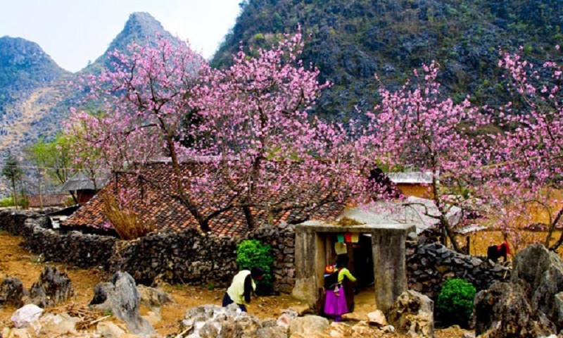 Tour du lịch lên vùng núi phía Bắc được săn đón trong mùa Tết.