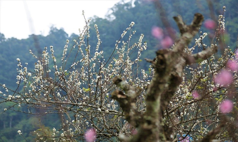 Thời gian này, vùng núi Kỳ Sơn khoác lên mình một màu trắng tinh khôi, nguyên sơ của hoa mận nở sớm