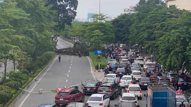 Cây đa chắn ngang lối lên đường trên cao Vành đai 2 gây ùn tắc giao thông. 