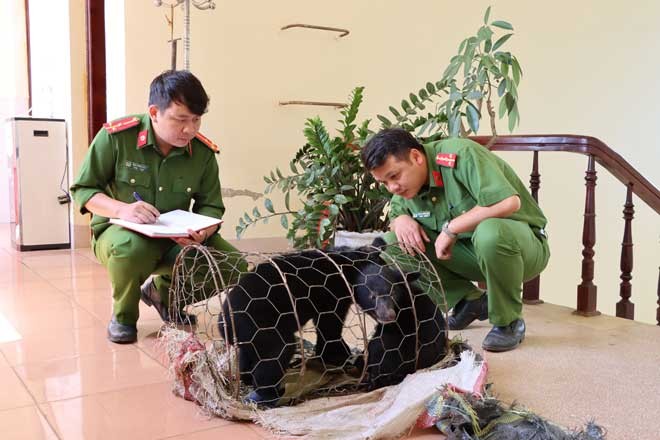 Kịp thời cứu hai cá thể gấu bị buôn bán trái phép