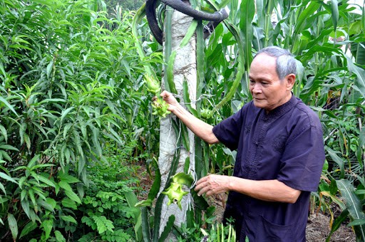 Khởi nghiệp cho người cao tuổi được coi là một trong những giải pháp nhằm bảo đảm an sinh xã hội (ảnh minh họa)