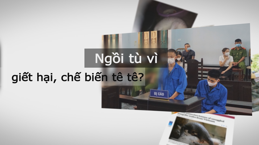 Phim ngắn gióng lên hồi chuông cảnh báo tội phạm xâm hại tê tê