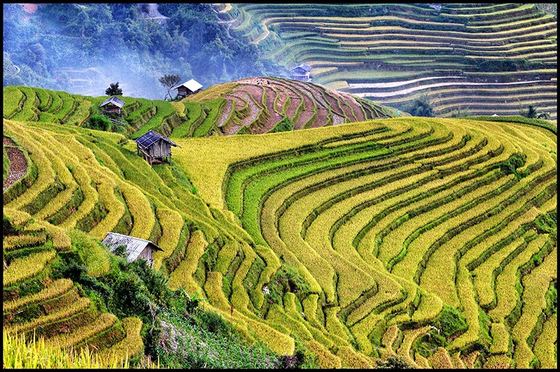 Ruộng bậc thang - một trong những điểm thu hút khách du lịch của Việt Nam. Nguồn Internet